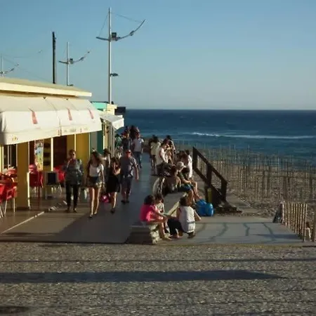 Wolf * Lourinha (Lisbon)